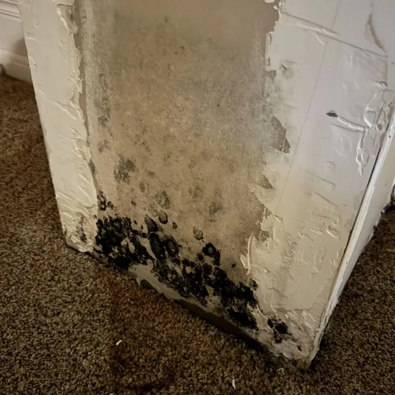 Professional Mold Removal in Paint Rock, TX